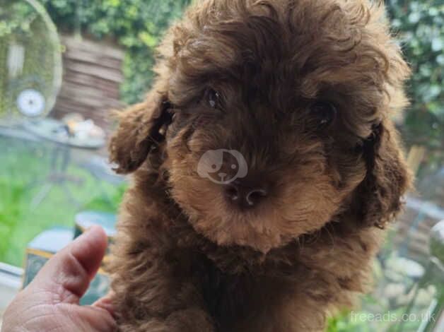 Poodle Puppies for sale in South Yorkshire