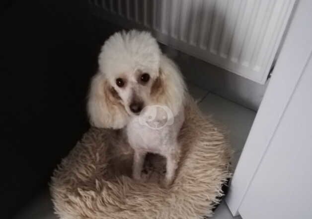 Toy poodle for sale in Ebbw Vale/Glyn Ebwy, Blaenau Gwent