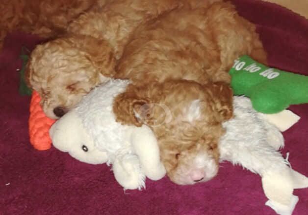 Poodles for sale in Ebbw Vale/Glyn Ebwy, Blaenau Gwent