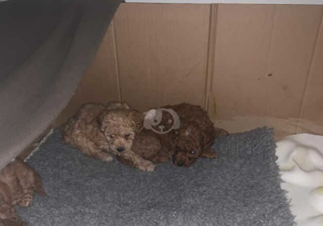 Poodle Puppies for sale in Blaenau Gwent