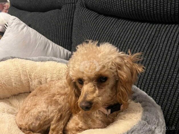 Toy poodle for sale in Shifnal, Shropshire