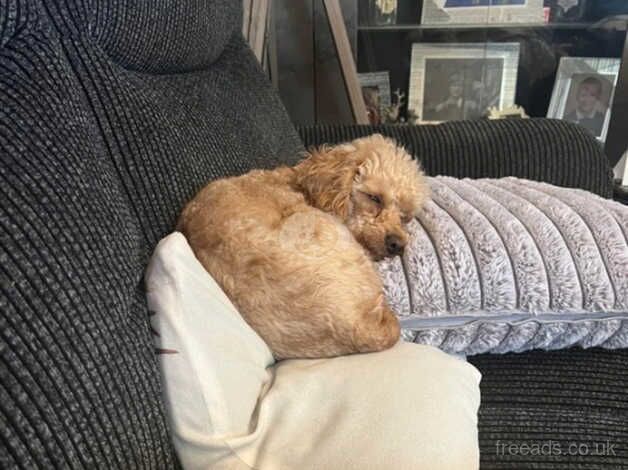 Toy poodle for sale in Shifnal, Shropshire - Image 2