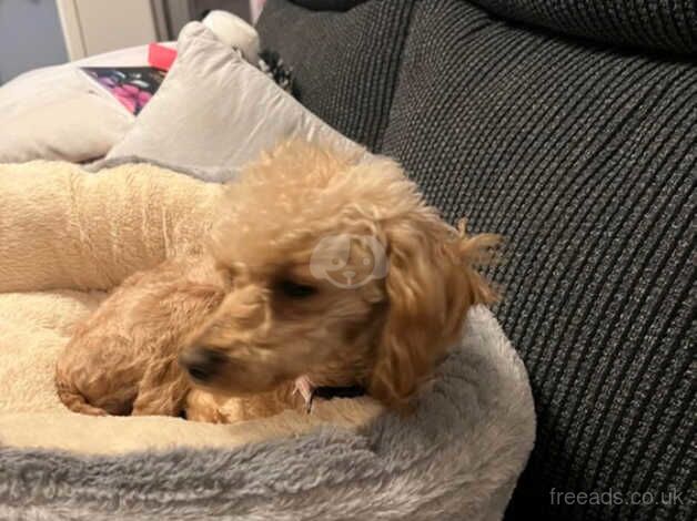 Toy poodle for sale in Shifnal, Shropshire - Image 3