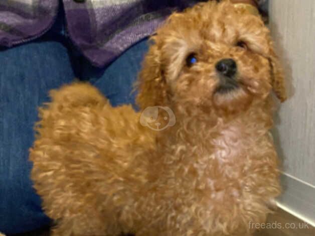 Toy poodle kc reg for sale in Kingston upon Hull, East Riding of Yorkshire