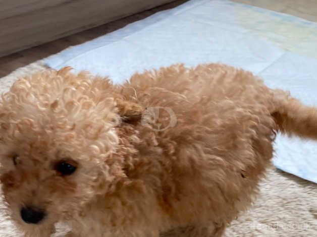 Poodle Puppies for sale