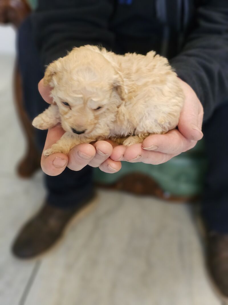 TOY POODLE PUPPIES for sale in Middlesbrough, North Yorkshire - Image 1