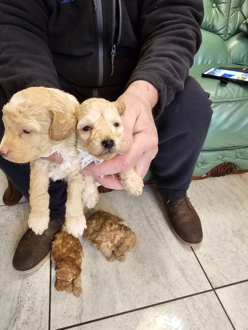 TOY POODLE PUPPIES for sale in Middlesbrough, North Yorkshire - Image 2