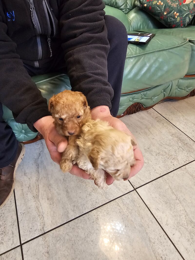 TOY POODLE PUPPIES for sale in Middlesbrough, North Yorkshire - Image 4