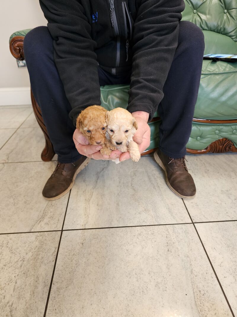 TOY POODLE PUPPIES for sale in Middlesbrough, North Yorkshire - Image 5