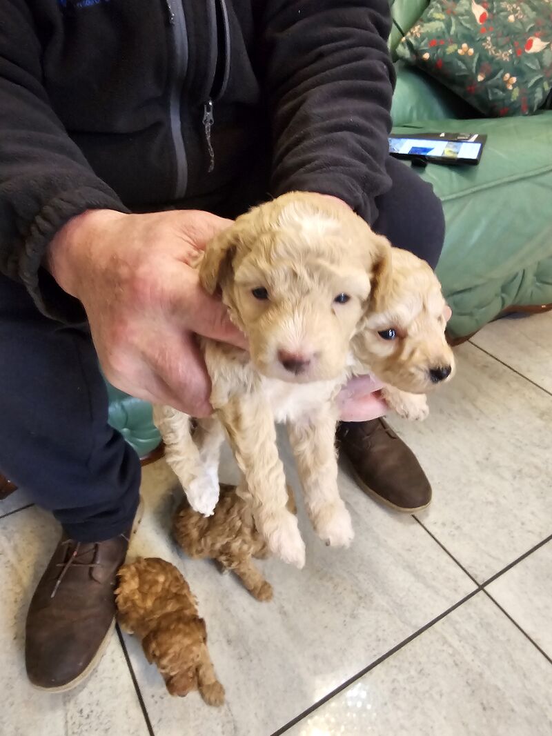 TOY POODLE PUPPIES for sale in Middlesbrough, North Yorkshire - Image 6