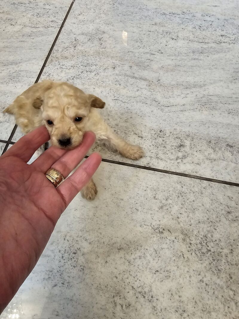 TOY POODLE PUPPIES for sale in Middlesbrough, North Yorkshire - Image 7