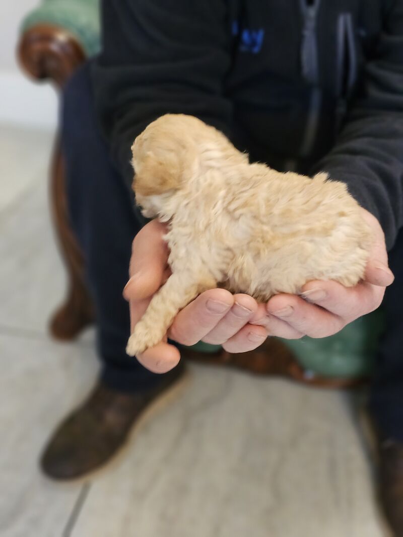 TOY POODLE PUPPIES for sale in Middlesbrough, North Yorkshire - Image 8