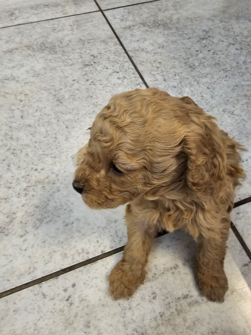 TOY POODLE PUPPIES for sale in Middlesbrough, North Yorkshire - Image 12