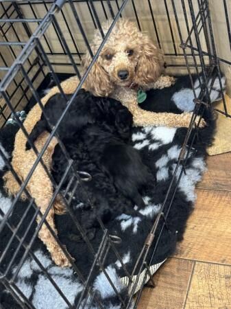 Toy poodle puppies 9 weeks old for sale in Pontefract, West Yorkshire