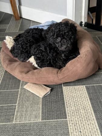 Toy poodle puppies 9 weeks old for sale in Pontefract, West Yorkshire - Image 2