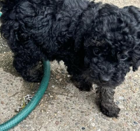 Toy poodle puppies 9 weeks old for sale in Pontefract, West Yorkshire - Image 3