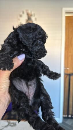 Toy poodle puppies 9 weeks old for sale in Pontefract, West Yorkshire - Image 4