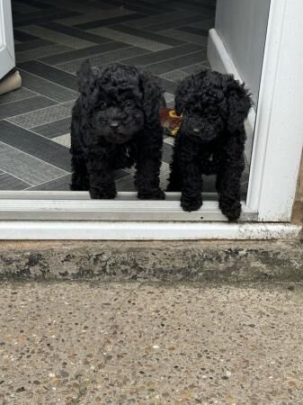 Toy poodle puppies 9 weeks old for sale in Pontefract, West Yorkshire - Image 5