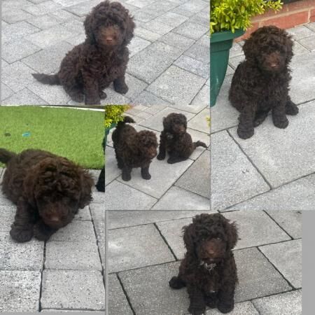 Toy poodle puppies for sale in Stockport, Greater Manchester