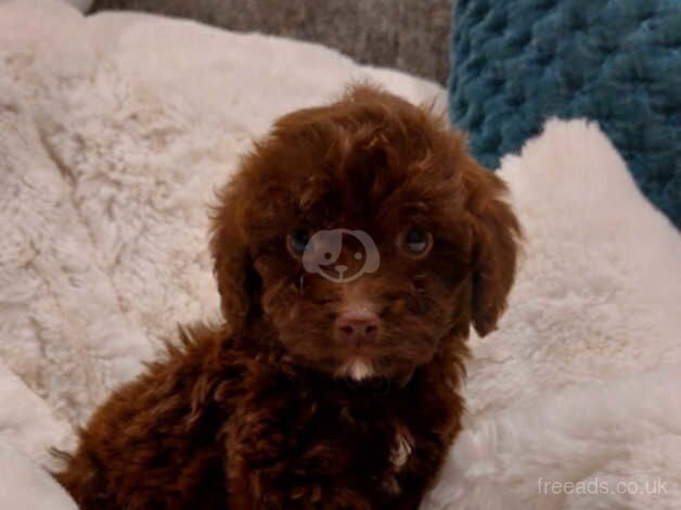 TOY POODLE PUPPIES for sale in Airdrie, North Lanarkshire