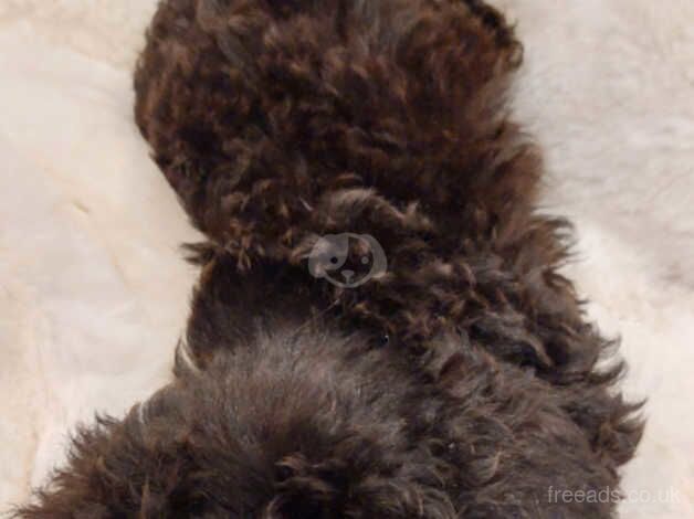 TOY POODLE PUPPIES for sale in Airdrie, North Lanarkshire - Image 2