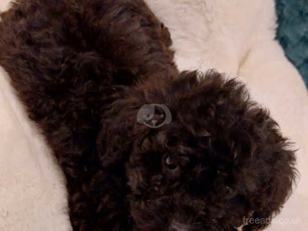 TOY POODLE PUPPIES for sale in Airdrie, North Lanarkshire - Image 3