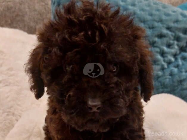 TOY POODLE PUPPIES for sale in Airdrie, North Lanarkshire - Image 4