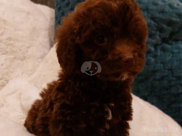 TOY POODLE PUPPIES for sale in Airdrie, North Lanarkshire - Image 5