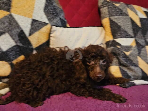 Toy poodle puppies for sale in Bordon, Hampshire