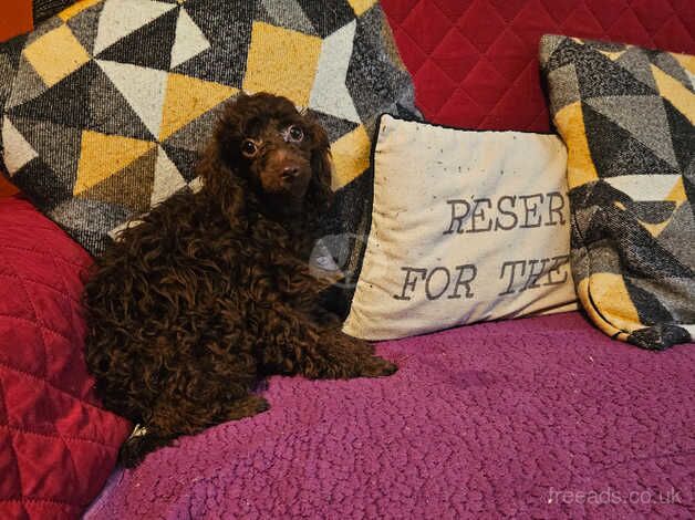 Toy poodle puppies for sale in Bordon, Hampshire - Image 3