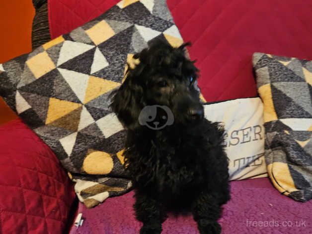 Toy poodle puppies for sale in Bordon, Hampshire - Image 4