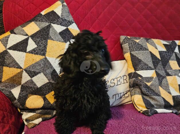 Toy poodle puppies for sale in Bordon, Hampshire - Image 5