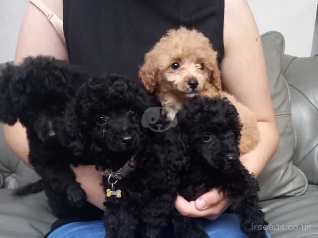 Toy poodle puppies for sale in Towyn, Conwy