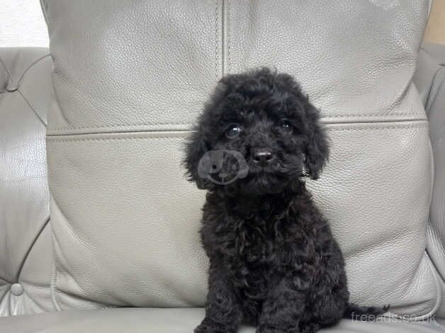 Toy poodle puppies for sale in Towyn, Conwy - Image 2