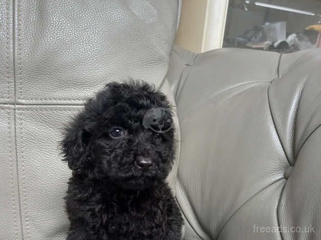 Toy poodle puppies for sale in Towyn, Conwy - Image 3