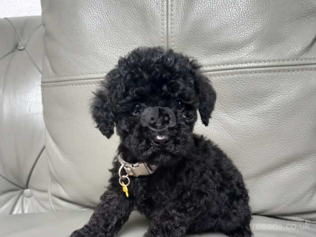 Toy poodle puppies for sale in Towyn, Conwy - Image 4