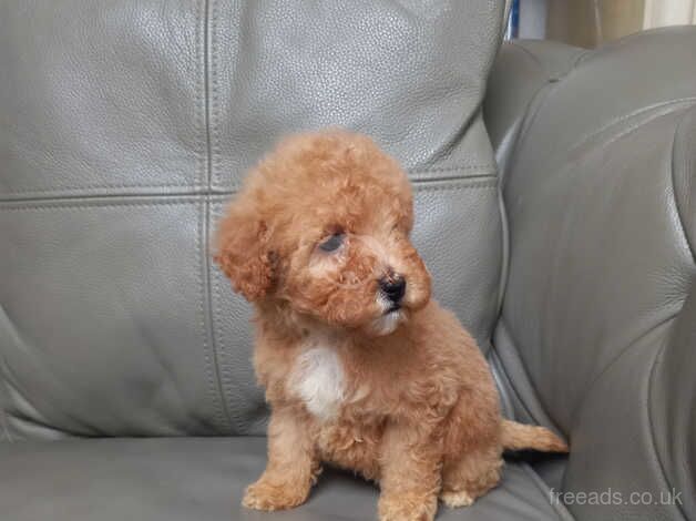 Toy poodle puppies for sale in Towyn, Conwy - Image 5