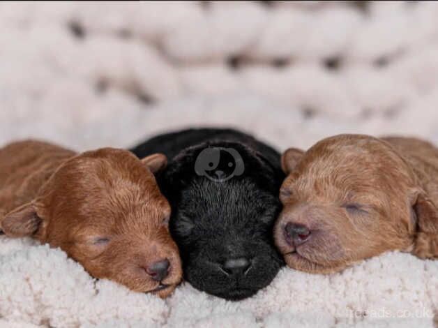 Toy poodle puppies for sale in Ledbury, Herefordshire - Image 1