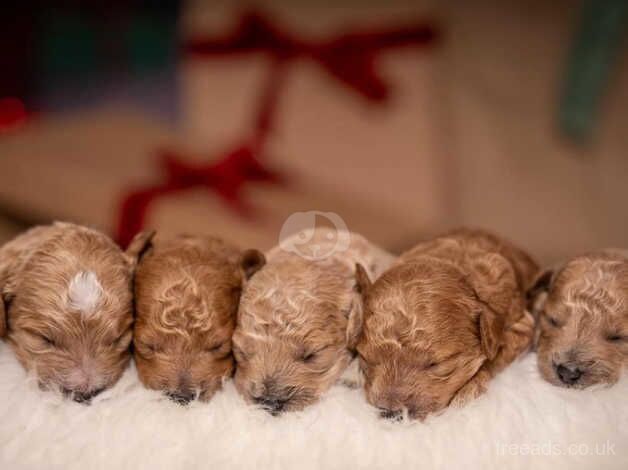 Toy poodle puppies for sale in Ledbury, Herefordshire - Image 2