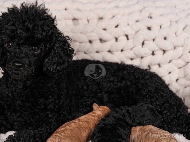 Toy poodle puppies for sale in Ledbury, Herefordshire - Image 3