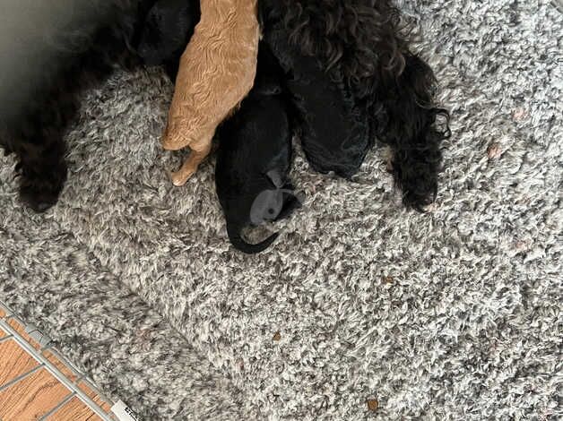 Toy poodle puppy's for sale in Peterlee, County Durham - Image 2