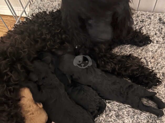 Toy poodle puppy's for sale in Peterlee, County Durham - Image 3