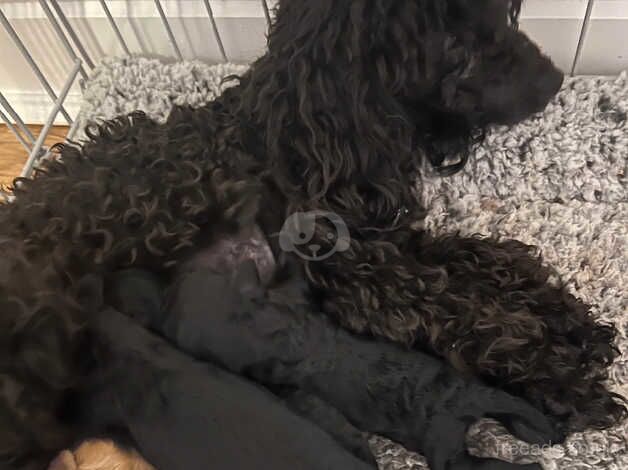 Toy poodle puppy's for sale in Peterlee, County Durham - Image 4