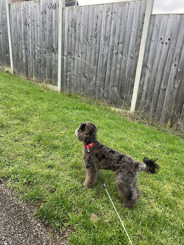 Toy poodle ready to leave for sale in Wellingborough, Northamptonshire