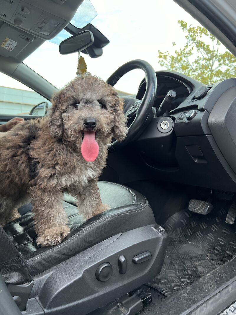 Toy poodle ready to leave for sale in Wellingborough, Northamptonshire - Image 2