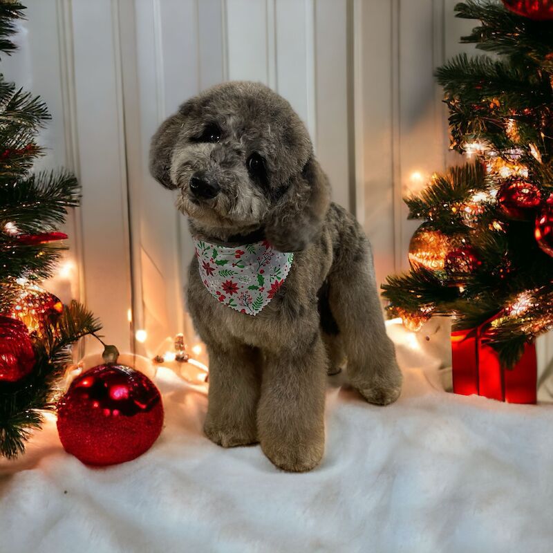 Toy poodle ready to leave for sale in Wellingborough, Northamptonshire - Image 3