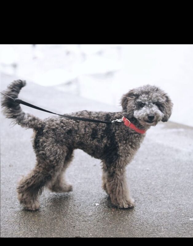 Toy poodle ready to leave for sale in Wellingborough, Northamptonshire - Image 4