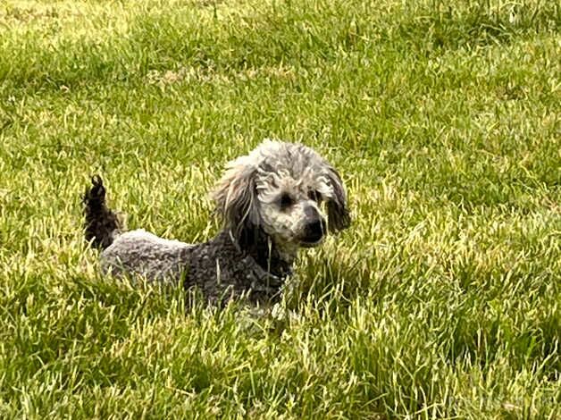 Toy Poodle Silver Phantom for sale in Ashington, Northumberland - Image 5