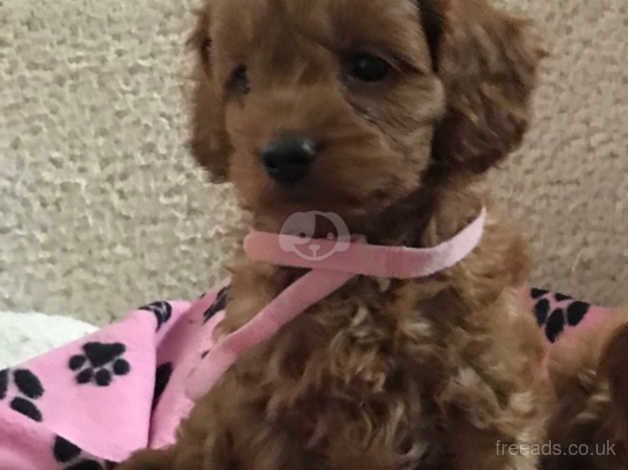 Toy poodle x cavalier puppies for sale in Carmarthen/Caerfyrddin, Carmarthenshire - Image 1