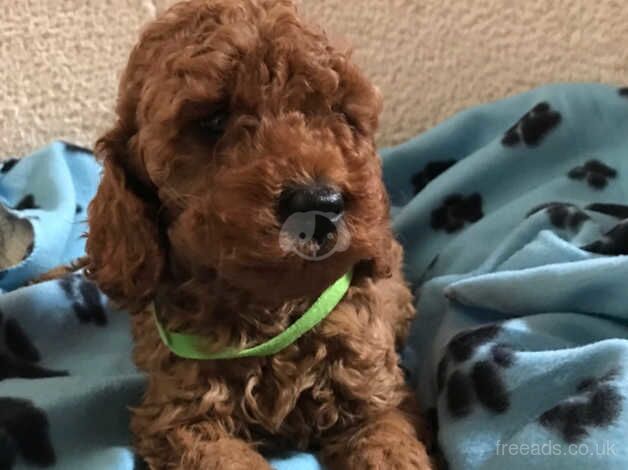 Toy poodle x cavalier puppies for sale in Carmarthen/Caerfyrddin, Carmarthenshire - Image 2